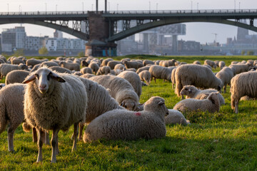 Schafe / Schafsherde / Schaf in Köln Poll (Poller Wiesen) am Rheinufer