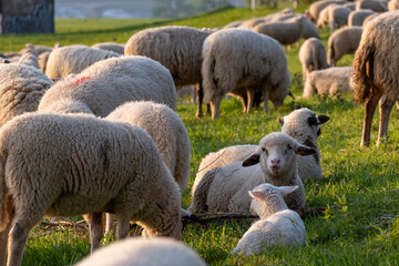 Obraz premium Schafe / Schafsherde / Schaf in Köln Poll (Poller Wiesen) am Rheinufer