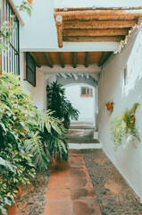 pasadizo de pueblo blanco de Andalucía, España con plantas tropicales - 501298205