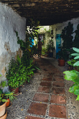pasadizo de pueblo blanco de Andalucía, España con plantas tropicales - 501298214