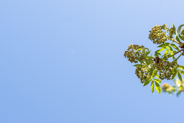 Leaves and blue background (copy space).