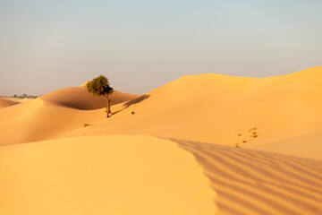 Fototapeta na wymiar One lonely tree in the desert in the UAE hidden between the sand dunes