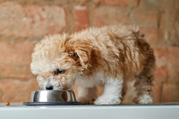 Maltipoo puppy eats from a metal bowl on a brick wall background. Close-up, selective focus