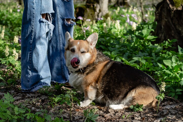 funny white-brown dog of the Pembroke corgi breed in the spring forest among greenery and flowers 