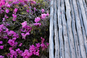pink flowers on wooden background. Bougainvillea plant growing next to wooden roof