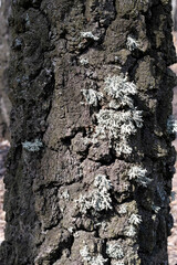 Texture of birch bark with lichen.Old Tree, natural background