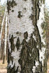 Birch trunk in the forest.Natural background. Birch birch bark.