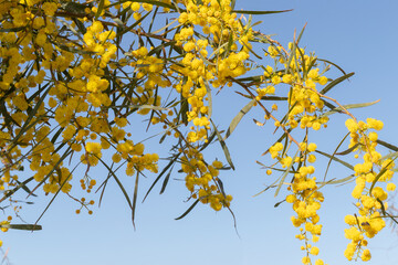 Beautiful blooming acacia tree branch with yellow flowers against blue sky on sunny day. Close-up. Selective focus.
