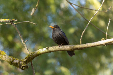 Obraz premium portrait of a blackbird