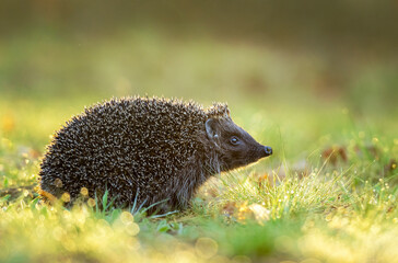 Cute hedgehog in the grass