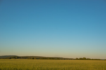 Obraz premium Field and blue sky at sunset like in Greece.