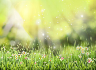 Fototapeta na wymiar Beautiful blooming flowers in green meadow on sunny day, bokeh effect