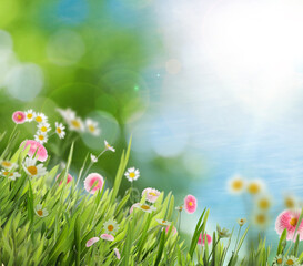 Beautiful blooming flowers in green meadow on sunny day, bokeh effect