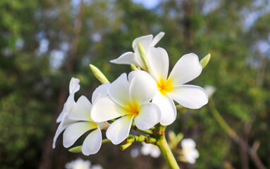 Obraz na płótnie Canvas white flower Champa flower Frangipani flower on the tree