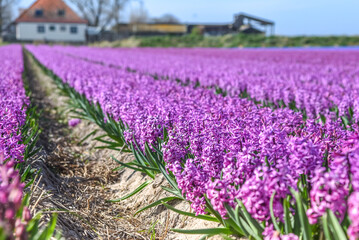 Obraz na płótnie Canvas Julianadorp, Netherlands, April 2022. Blooming tulips, hyacinths and daffodils in the bulb fields around Julianadorp.