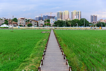 Rice seedlings planted in spring. Paddy fields in Shangyuan Rice Field Park, Chashan, Dongguan, Guangdong, China.