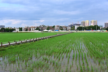 Fototapeta na wymiar Rice seedlings planted in spring. Paddy fields in Shangyuan Rice Field Park, Chashan, Dongguan, Guangdong, China.