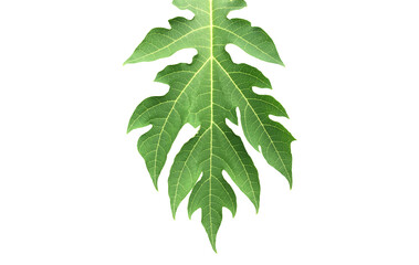 Isolated papaya leaf on its tree with clipping paths.