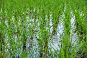 Seedlings planted in spring. Paddy fields in Shangyuan Rice Field Park, Chashan, Dongguan, Guangdong, China.















