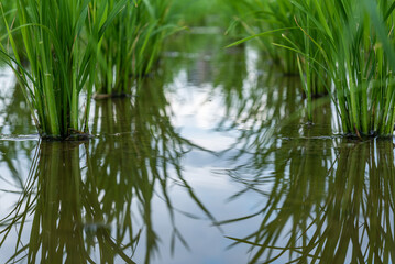 Obraz premium Seedlings planted in spring. Paddy fields in Shangyuan Rice Field Park, Chashan, Dongguan, Guangdong, China.