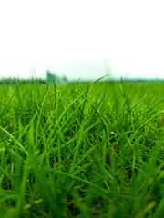 green grass on the grass