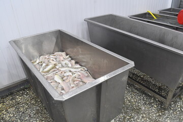 fish, food, fresh, seafood, raw, trout, sea, market, isolated, fishing, ice, healthy, white, freshness, animal, frozen, fishes, meal, catch, silver, salmon, delicious, two, cooking, bream