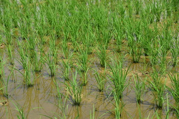 Obraz premium Seedlings planted in spring. Paddy fields in Shangyuan Rice Field Park, Chashan, Dongguan, Guangdong, China.