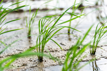 Obraz premium Seedlings planted in spring. Paddy fields in Shangyuan Rice Field Park, Chashan, Dongguan, Guangdong, China.