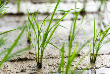 Obraz premium Seedlings planted in spring. Paddy fields in Shangyuan Rice Field Park, Chashan, Dongguan, Guangdong, China.