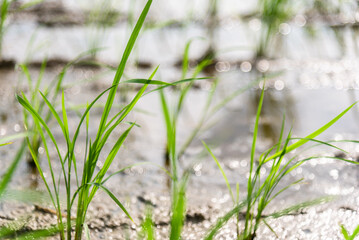 Seedlings planted in spring. Paddy fields in Shangyuan Rice Field Park, Chashan, Dongguan, Guangdong, China.






