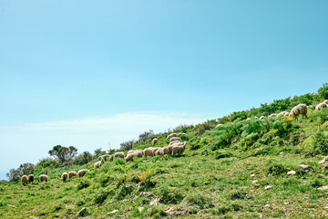 Fototapeta na wymiar Flock of sheep grazing on green meadows in mountains in Sicily, Italy.