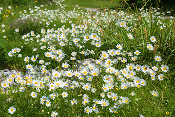 blooming marguerite flowers, natural meadow