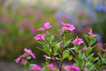Madagascar Periwinkle, ornamental and medicinal plant. Natural background with pink flower.