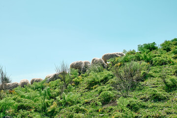 Fototapeta premium Flock of sheep grazing on green meadows in mountains in Sicily, Italy.