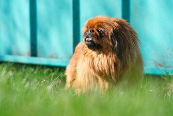 Dog breed Pekingese on a green grass. Shaggy elderly Pekingese red color.