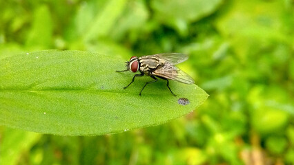 Parasitism in the leaf 