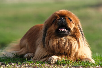 Pekingese dog lies on the green grass. Shaggy elderly Pekingese red color. 