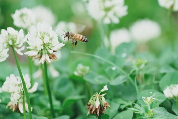 花の周りを飛ぶ元気なミツバチ
