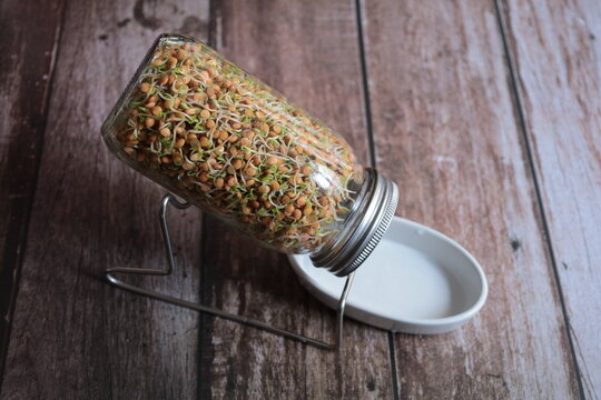Bonn Germany April 2022 germinated mountain lentils in a germination jar on the table