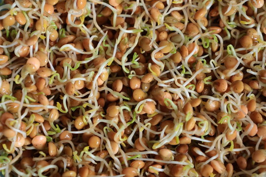 Bonn Germany April 2022 germinated mountain lentils image closeup
