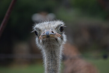 ostrich head looking at camera and blurred background