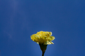 Primavera