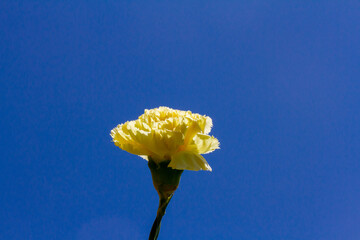 Primavera