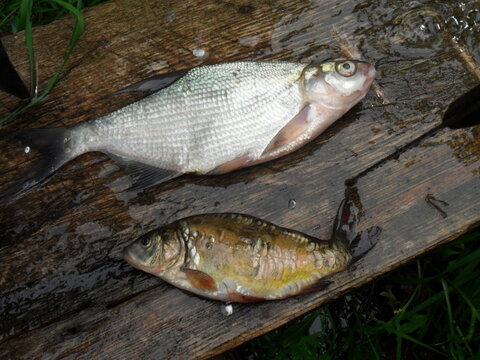 Bream and mirror carp