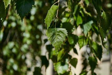 Green birch leaves. Daylight saving time.