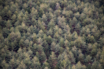 Deep and thick fir forest in the Benasque valley. Trees background.