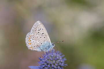 Fototapeta na wymiar Common blue butterfly - Polyommatus icarus - on blue eryngo - Eryngium planum