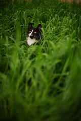 Black white cat sits in tall green grass and looks up to the sky.