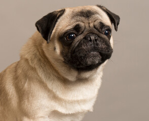 
pug with smart eyes looks with different emotions close-up portrait