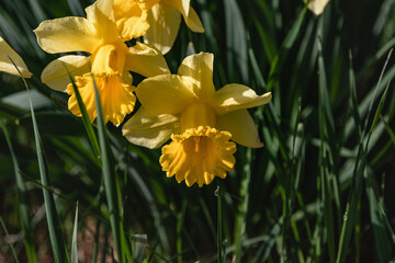 Spring flowering of daffodils on a blurry background of green grass on a sunny day. Yellow narcissus with a tubular core is one of the first spring flowers. Selective focus.